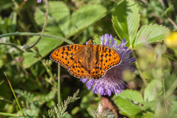 High brown fritillary