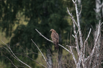 Honey buzzard, Pernis apivorus