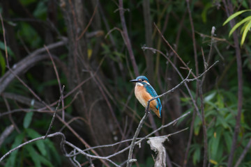 Kingfisher