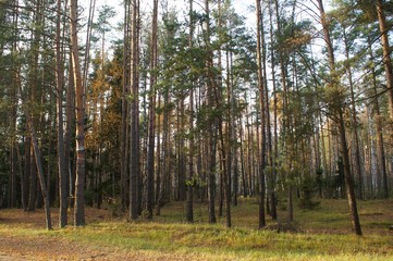 Gold autumn forest