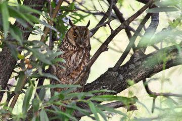 Long-eared Owl (Asio otus)