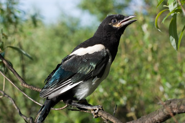 Magpie nestling