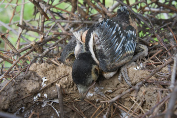 Magpie nestling