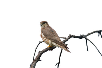 Merlin falcon