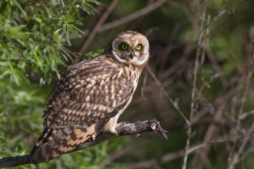 Short-eared Owl