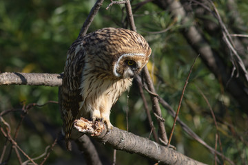 Short-eared Owl