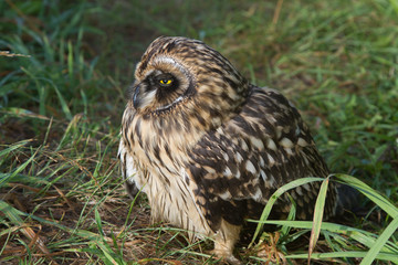 Short-eared Owl chick