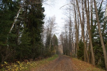 Obraz premium Gold autumn forest and road