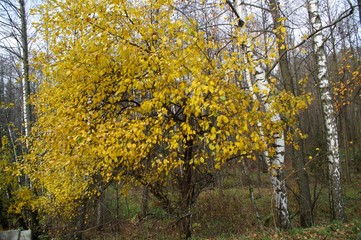 Obraz premium Gold autumn 