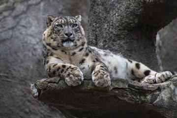 Snow leopard lying on a rock