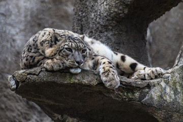Snow leopard lying on a rock - obrazy, fototapety, plakaty