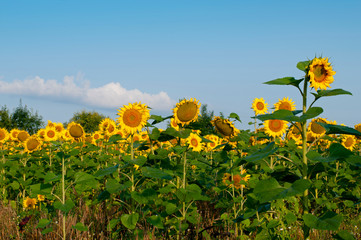 bright sunflowers on a large field on a sunny day