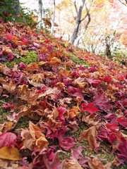 Japan Kyoto old town autumn leaves