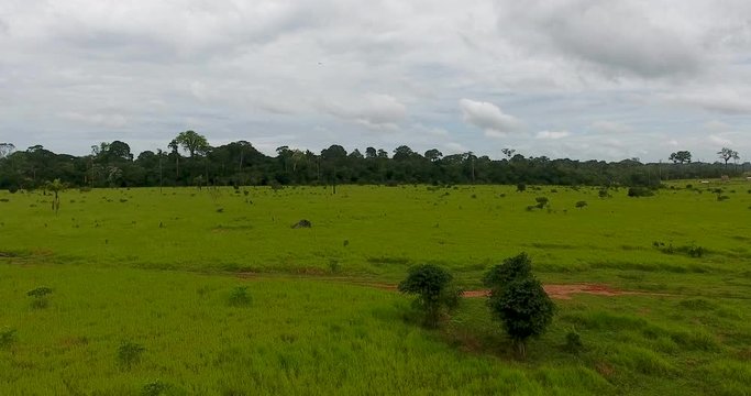 Farmland with Burned Dead Trees, Green Grass, and Thin Cows in Pando, Bolivia