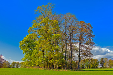 Fototapeta premium Lovely trees dressed in green spring colours