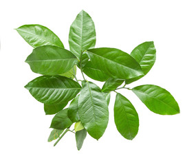Naklejka premium green lemon leaves on a white background