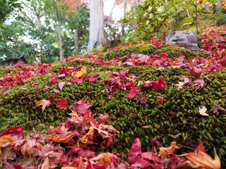 Japan Kyoto old town autumn leaves