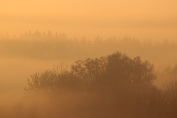 Naklejka na ściany i meble Trees in a morning mist