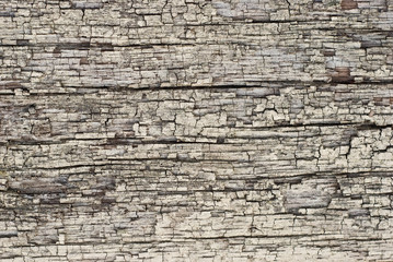 Bark texture, grey dry hardwood close up