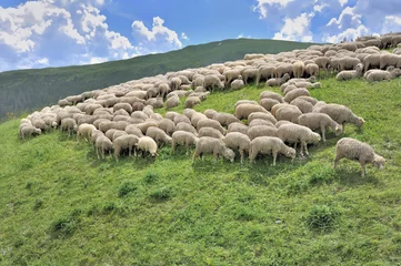 Fototapeten flock of sheep grazing in alpine mountain © coco