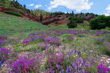 Obraz premium Alpine wildflowers along the San Juan Skyway
