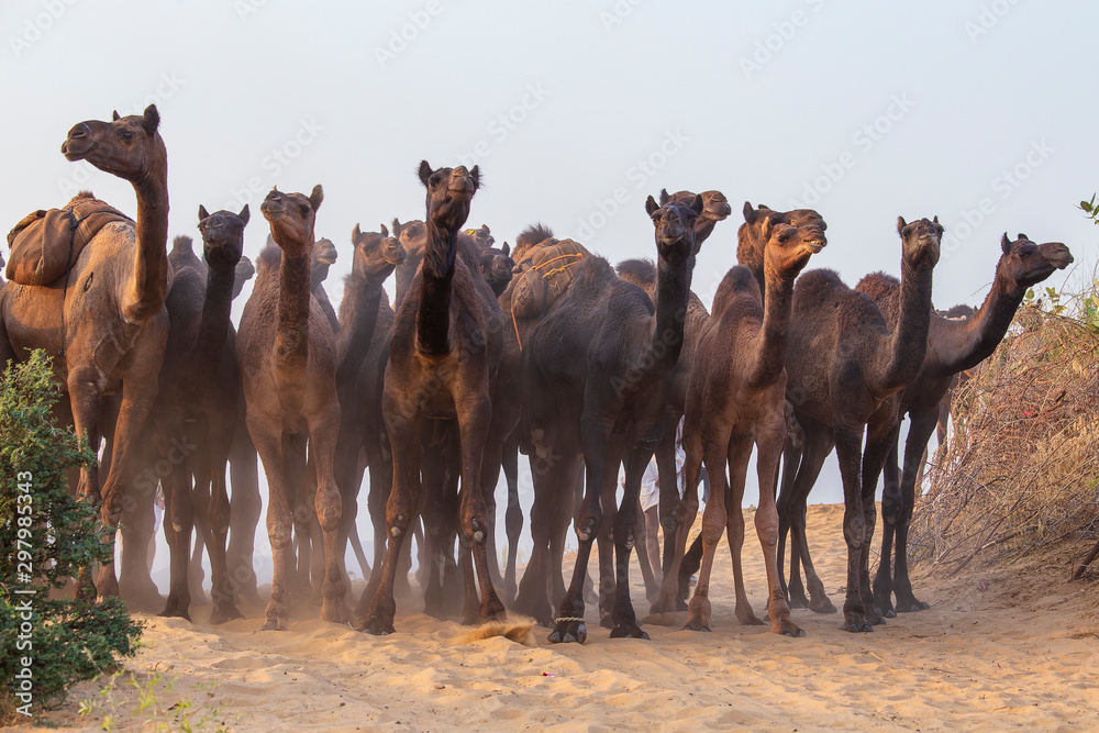 Wall mural large herd of camels in desert thar during the annual pushkar camel fair near holy city pushkar, raj
