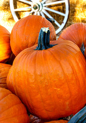 Pumpkins are on display at a rustic pumpkin patch with bales of hay and a wagon wheel in the background. 