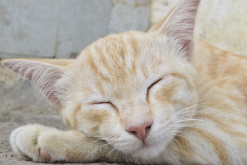 Cute Cat Sleep close up