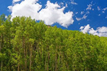 Aspen trees near Telluride, Colorado