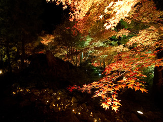 Japan Kyoto old town autumn leaves