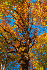 Yellow trees in autumn mountain forest