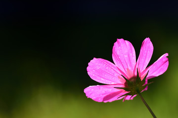 Fototapeta premium Closeup of a purple meadow blossom with drops of water in backlight against a dark background with text box