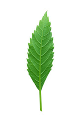 Fototapeta premium green leaf Tecoma stans on white background clipping path