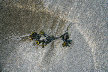 Sea plant on a wet gray sand. Close up.
