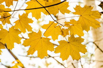 autumn leaves on white  background