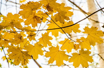 maple leaves on a background of blue sky