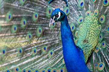 Obraz premium peacock with feathers out