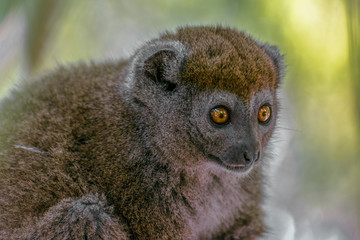 Bamboo lemur (Hapalemur griseus), close-up,wild nature Madagascar