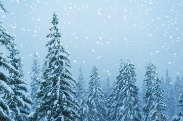 amazing pine trees forest covered with snow . beautiful winter landscape