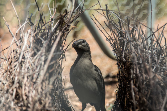 Bowerbird In Nest