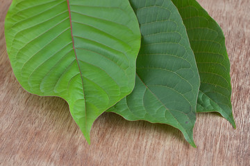 Mitragyna speciosa (kratom) isolated on the white background