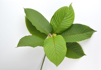 Mitragyna speciosa (kratom) isolated on the white background