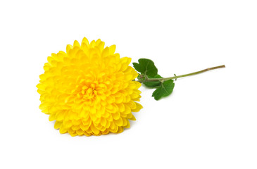 Yellow  chrysanthemum flowers isolated on white