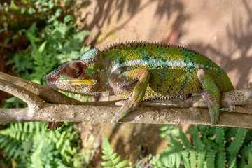 Malagasy Giant Chameleon / Furcifer oustaleti, Wild nature. Madagascar