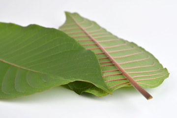 Mitragyna speciosa (kratom) isolated on the white background