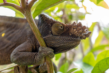 Parsons chameleon (Calumma parsonii). Wild nature in Madagascar
