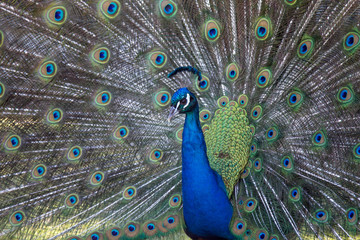 Obraz premium peacock with feathers out