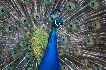 Fototapeta na wymiar peacock with feathers out