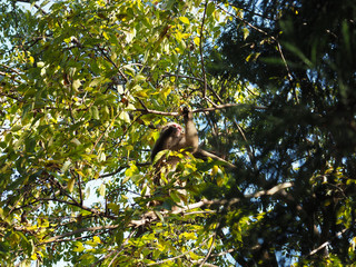Japan Kyoto Arashiyama monkey park