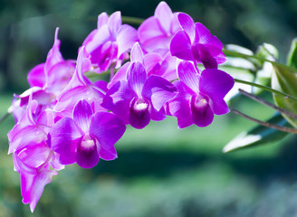 Fototapeta na wymiar orchids.purple orchids is considered the queen of flowers in Thailand.